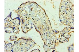 Immunohistochemistry of paraffin-embedded human placenta tissue using ABIN7166295 at dilution of 1:100 (WNT2 抗体  (AA 26-360))