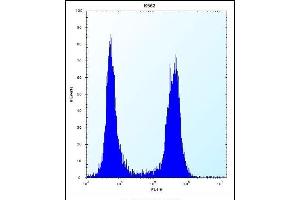 ARSF Antibody (Center) (ABIN657171 and ABIN2846304) flow cytometric analysis of K562 cells (right histogram) compared to a negative control cell (left histogram). (ARSF 抗体  (AA 236-264))