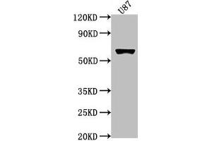 Western Blot Positive WB detected in: U87 whole cell lysate All lanes: USP17L1 antibody at 1:2000 Secondary Goat polyclonal to rabbit IgG at 1/50000 dilution Predicted band size: 60 kDa Observed band size: 60 kDa (USP17L1 抗体  (C-Term))