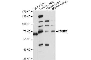 Western blot analysis of extracts of various cell lines, using CPNE3 antibody (ABIN6291660) at 1:1000 dilution. (Copine III 抗体)