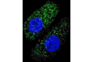 Immunofluorescence (IF) image for anti-ATG5 Autophagy Related 5 (ATG5) antibody (ABIN2999977) (ATG5 抗体)