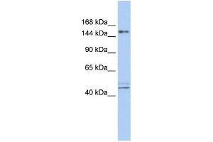WB Suggested Anti-ADNP Antibody Titration:  0. (ADNP 抗体  (N-Term))
