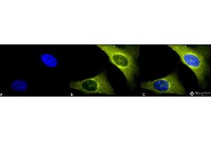 Immunocytochemistry/Immunofluorescence analysis using Rabbit Anti-Rab4 Polyclonal Antibody . (Rab4 抗体  (C-Term) (Atto 390))