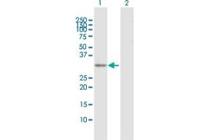 Western Blot analysis of EXOSC3 expression in transfected 293T cell line by EXOSC3 MaxPab polyclonal antibody. (EXOSC3 抗体  (AA 1-275))