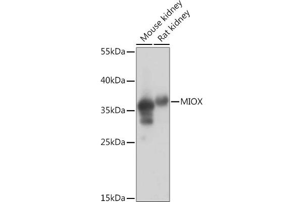 MIOX 抗体  (AA 1-285)