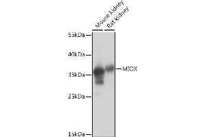 Western blot analysis of extracts of various cell lines, using MIOX Rabbit pAb (ABIN7268729) at 1:1000 dilution. (MIOX 抗体  (AA 1-285))