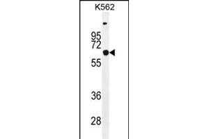 SLC16A8 Antibody (C-term) (ABIN655598 and ABIN2845083) western blot analysis in K562 cell line lysates (35 μg/lane). (MCT3 抗体  (C-Term))