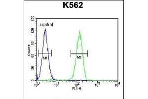 Flow cytometric analysis of K562 cells (right histogram) compared to a negative control cell (left histogram). (LARS2 抗体  (AA 418-446))