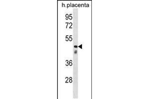 Western blot analysis in human placenta tissue lysates (35ug/lane). (CLUL1 抗体  (C-Term))