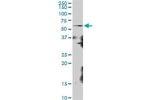 KIAA0409 MaxPab polyclonal antibody. (RRP8 抗体  (AA 1-456))