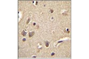 Immunohistochemistry analysis in Formalin Fixed, Paraffin Embedded Human brain tissue using S100A1 Antibody (C-term) followed by peroxidase conjugation of the secondary antibody and DAB staining. (S100A1 抗体  (C-Term))