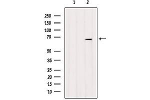 Western blot analysis of extracts from Mouse lung, using ARSJ Antibody. (ARSJ 抗体  (Internal Region))