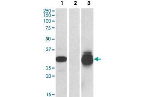 HEK293 lysate (10 ug protein in RIPA buffer) overexpressing human PPPDE1 with C-terminal MYC tag probed with PPPDE1 polyclonal antibody  (0. (PPPDE1 抗体  (Internal Region))
