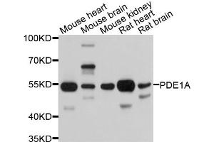 Western blot analysis of extracts of various cell lines, using PDE1A antibody. (PDE1A 抗体)