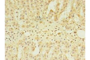 Immunohistochemistry of paraffin-embedded human adrenal gland tissue using ABIN7147640 at dilution of 1:100