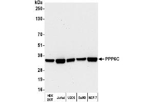Western Blotting (WB) image for anti-Protein Phosphatase 6, Catalytic Subunit (PPP6C) (C-Term) antibody (ABIN7451563) (PPP6C 抗体  (C-Term))