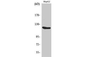 Western Blotting (WB) image for anti-Filaggrin (FLG) (Ser376) antibody (ABIN3184630) (Filaggrin 抗体  (Ser376))