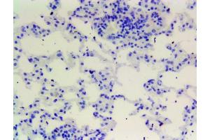 ABIN184738 Negative Control showing staining of paraffin embedded Mouse Lung, with no primary antibody.