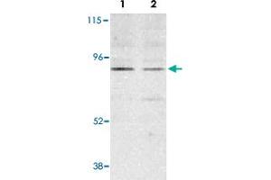 Western blot analysis of BMF expression in human HepG2 (lane 1) and 293 (lane 2) cell lysates with BMF polyclonal antibody  at 2 ug /mL .