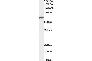 ABIN184644 staining (1µg/ml) of Jurkat nuclear cell lysate (RIPA buffer, 20µg total protein per lane). (NFIL3 抗体  (C-Term))