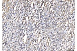 IHC analysis of PLP2 using anti-PLP2 antibody (ABIN7600320). (PLP2 抗体  (AA 18-152))