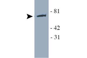 Western blot analysis of YAP1 using YAP1 polyclonal antibody  in transfected HEK 293 cell lysate.