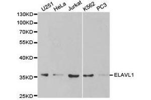 Western Blotting (WB) image for anti-ELAV (Embryonic Lethal, Abnormal Vision, Drosophila)-Like 1 (Hu Antigen R) (ELAVL1) antibody (ABIN1872512) (ELAVL1 抗体)