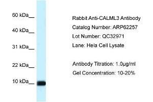 Western Blotting (WB) image for anti-Calmodulin Like Protein 3 (CALML3) (Middle Region) antibody (ABIN2789084) (CALML3 抗体  (Middle Region))