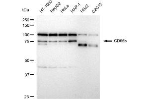anti-Carcinoembryonic Antigen-Related Cell Adhesion Molecule 8 (CEACAM8) antibody