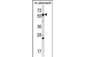 Western blot analysis in mouse stomach tissue lysates (35ug/lane). (OXSR1 抗体  (N-Term))