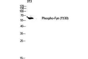Western Blot (WB) analysis of 3T3 lysis using Phospho-Fyn (Y530) antibody. (FYN 抗体  (pTyr530))