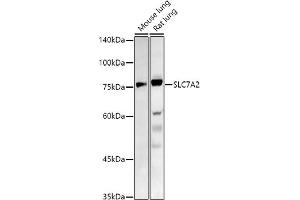 Western blot analysis of extracts of various cell lines, using SLC7 antibody (ABIN7270481) at 1:1000 dilution. (SLC7A2 抗体  (C-Term))