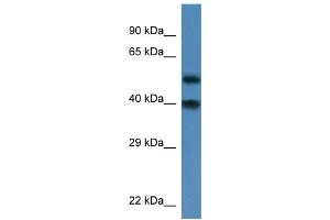 WB Suggested Anti-Nup37 Antibody   Titration: 1. (NUP37 抗体  (N-Term))