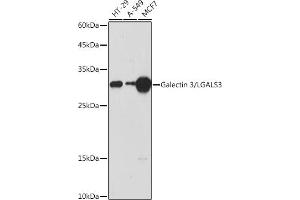 Western blot analysis of extracts of various cell lines, using Galectin 3/Galectin 3/LG antibody (ABIN7267338) at 1:1000 dilution. (Galectin 3 抗体  (AA 1-250))