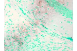 Immunohistochemistry (IHC) image for anti-Potassium Voltage-Gated Channel, KQT-Like Subfamily, Member 1 (KCNQ1) (AA 2-101) antibody (Atto 390) (ABIN2483155)