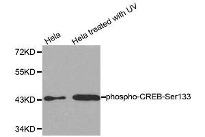 Western blot analysis of extracts from HeLa cells untreated or treated with UV, using Phospho-CREB1-S133 antibody (ABIN2987962). (CREB1 抗体  (pSer133))