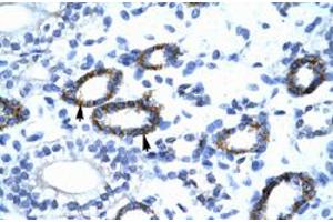 Immunohistochemical staining (Formalin-fixed paraffin-embedded sections) of human kidney with GTF2F2 polyclonal antibody  at 4-8 ug/mL working concentration. (GTF2F2 抗体  (C-Term))