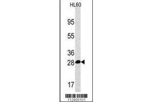 Western blot analysis of PSMA5 Antibody in HL60 cell line lysates (35ug/lane). (PSMA5 抗体  (AA 106-135))