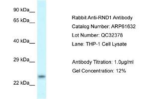 Western Blotting (WB) image for anti-rho Family GTPase 1 (RND1) (C-Term) antibody (ABIN2788855) (RND1 抗体  (C-Term))