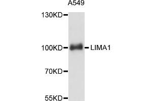 Western blot analysis of extracts of A-549 cells, using LIMA1 antibody (ABIN5998140) at 1:3000 dilution. (LIMA1 抗体)