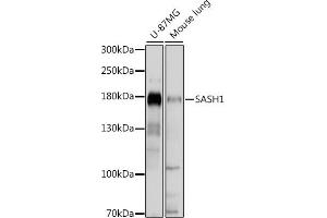 Western blot analysis of extracts of various cell lines, using S antibody (ABIN7270141) at 1:1000 dilution. (SASH1 抗体  (AA 1-300))