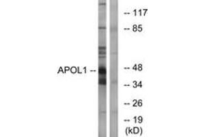 Western blot analysis of extracts from A549 cells, using APOL1 Antibody. (APOL1 抗体  (AA 261-310))