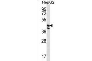 Western Blotting (WB) image for anti-Protein O-Fucosyltransferase 1 (POFUT1) antibody (ABIN2996926) (POFUT1 抗体)