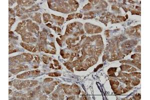 Image no. 1 for anti-Carboxypeptidase B1 (Tissue) (CPB1) (AA 14-418) antibody (ABIN598622) (CPB1 抗体  (AA 14-418))