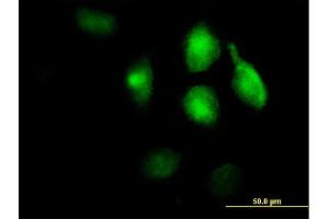 Immunofluorescence of purified MaxPab antibody to LRP1 on HeLa cell. (LRP1 抗体  (AA 1-292))