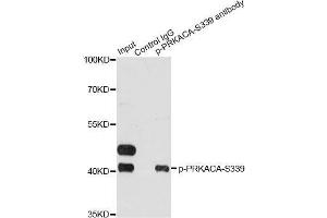 Immunoprecipitation analysis of 200 μg extracts of HeLa cells treated by EGF using 2. (PRKACA 抗体  (pSer339))
