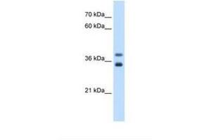 Image no. 2 for anti-Glycerophosphodiester Phosphodiesterase 1 (GDE1) (AA 42-91) antibody (ABIN6738331) (GDE1 抗体  (AA 42-91))
