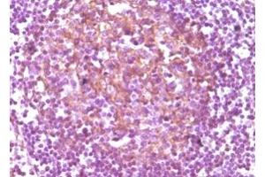 Immunohistochemistry (IHC) image for anti-CD14 (CD14) antibody (ABIN2464028) (CD14 抗体)
