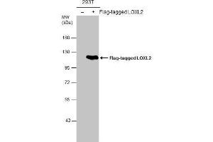 WB Image Non-transfected (–) and transfected (+) 293T whole cell extracts (30 μg) were separated by 7. (LOXL2 抗体)