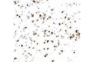Immunocytochemistry (ICC) image for anti-Tyrosine Hydroxylase (TH) (AA 450-500) antibody (ABIN7449433)